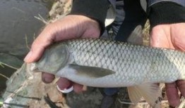 51cg吃瓜网钓鱼,揭秘网络钓鱼背后的真相