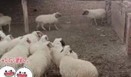 娱乐圈吃瓜羊了个羊,揭秘明星们的“羊群效应”