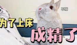 兔子吃瓜娱乐,揭秘娱乐圈的趣味瞬间