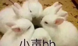 兔子吃瓜娱乐,揭秘娱乐圈的趣味瞬间