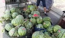 龙州网红吃瓜事件,揭秘网络舆论的风暴与真相