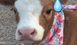 抖音搜娱乐吃瓜酱