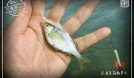 51cg吃瓜网钓鱼,揭秘网络钓鱼背后的真相